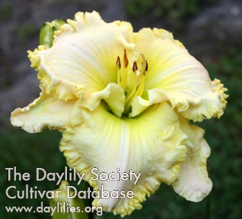 Daylily Silver Song